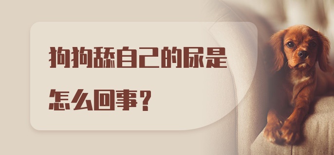 狗狗舔自己的尿是怎么回事？