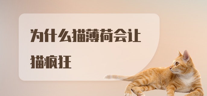 为什么猫薄荷会让猫疯狂