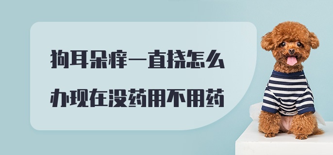 狗耳朵痒一直挠怎么办现在没药用不用药