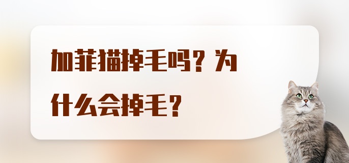 加菲猫掉毛吗？为什么会掉毛？