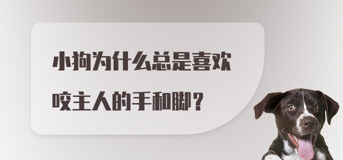 小狗为什么总是喜欢咬主人的手和脚？