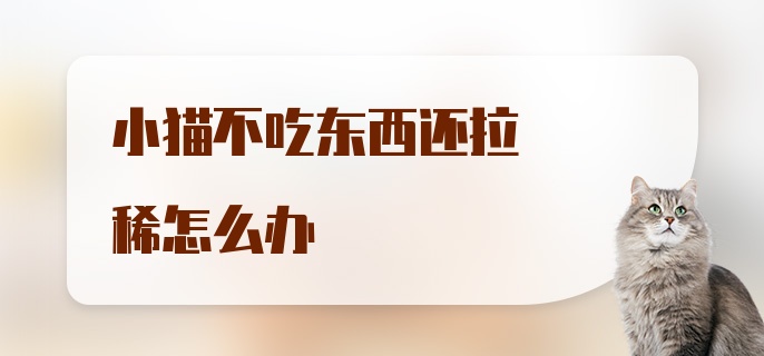 小猫不吃东西还拉稀怎么办