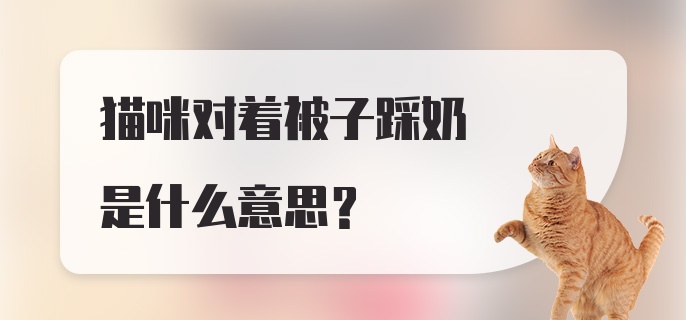 猫咪对着被子踩奶是什么意思？