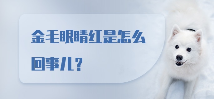 金毛眼睛红是怎么回事儿？