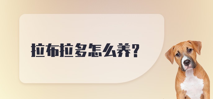 拉布拉多怎么养?