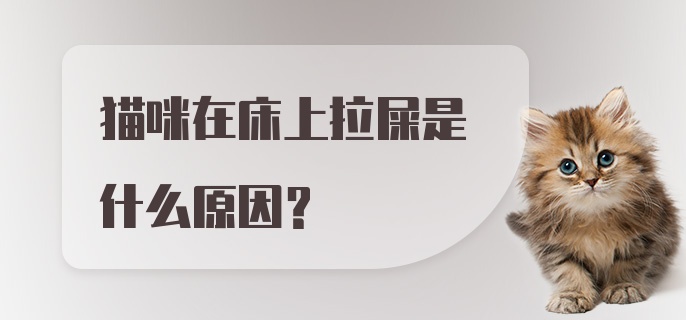 猫咪在床上拉屎是什么原因？