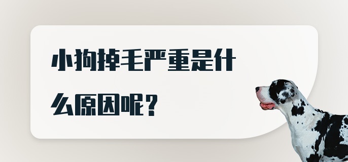 小狗掉毛严重是什么原因呢？