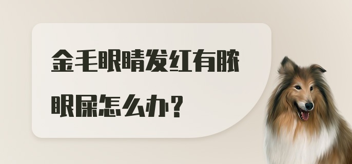 金毛眼睛发红有脓眼屎怎么办？