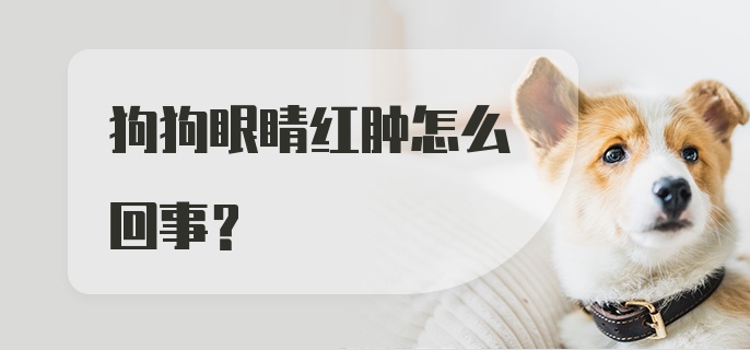 狗狗眼睛红肿怎么回事?