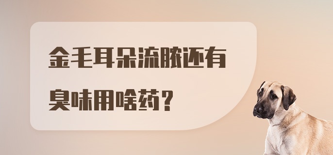 金毛耳朵流脓还有臭味用啥药？