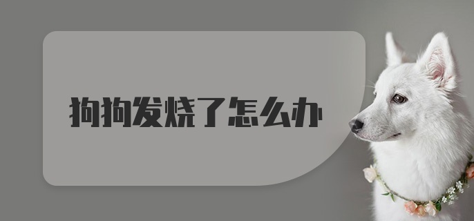 狗狗发烧了怎么办