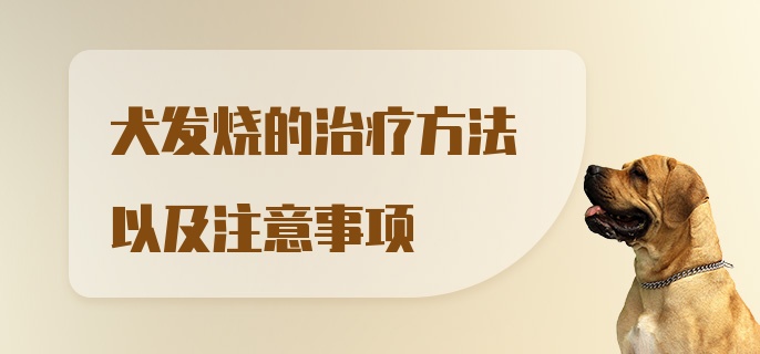 犬发烧的治疗方法以及注意事项