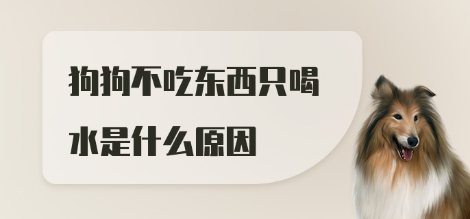 狗狗不吃东西只喝水是什么原因