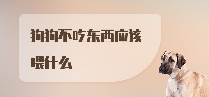 狗狗不吃东西应该喂什么