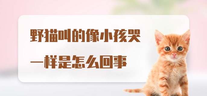 野猫叫的像小孩哭一样是怎么回事