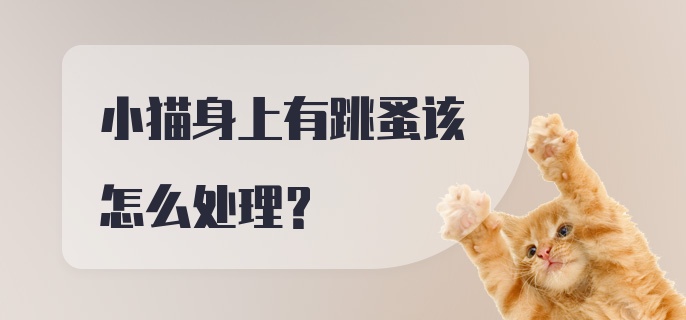 小猫身上有跳蚤该怎么处理？