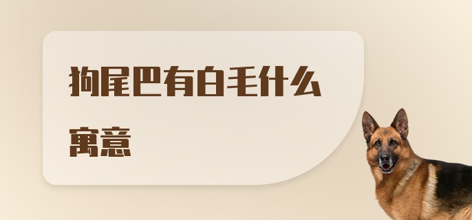 狗尾巴有白毛什么寓意