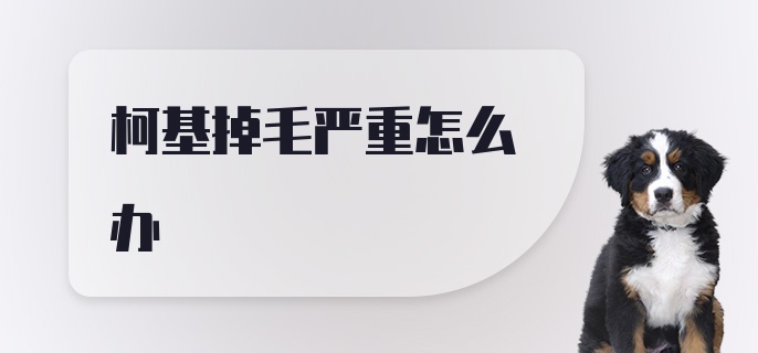 柯基掉毛严重怎么办