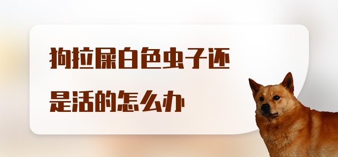 狗拉屎白色虫子还是活的怎么办