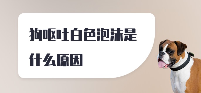 狗呕吐白色泡沫是什么原因