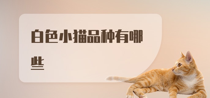 白色小猫品种有哪些