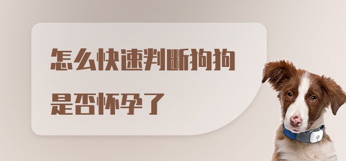 怎么快速判断狗狗是否怀孕了