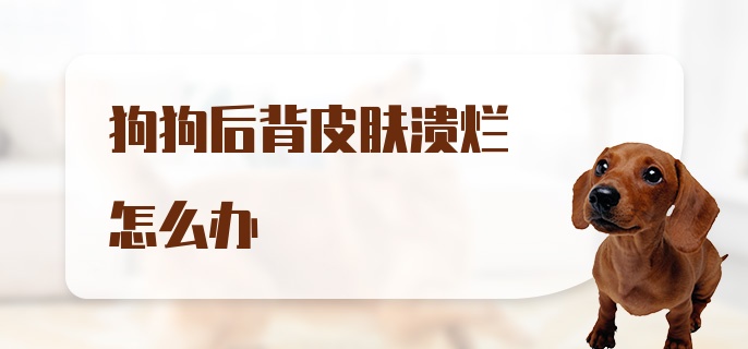 狗狗后背皮肤溃烂怎么办