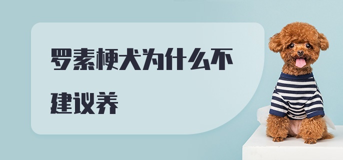 罗素梗犬为什么不建议养