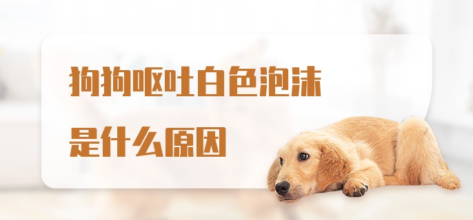 狗狗呕吐白色泡沫是什么原因