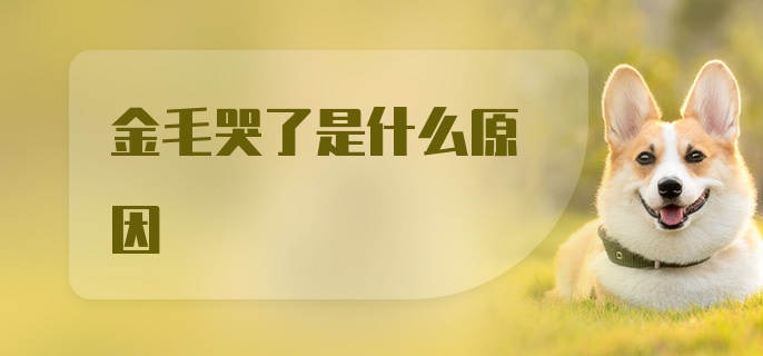 金毛哭了是什么原因