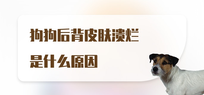 狗狗后背皮肤溃烂是什么原因