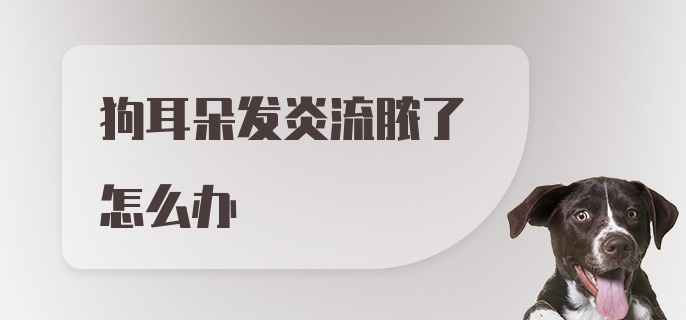 狗耳朵发炎流脓了怎么办