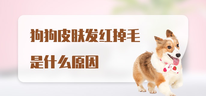 狗狗皮肤发红掉毛是什么原因