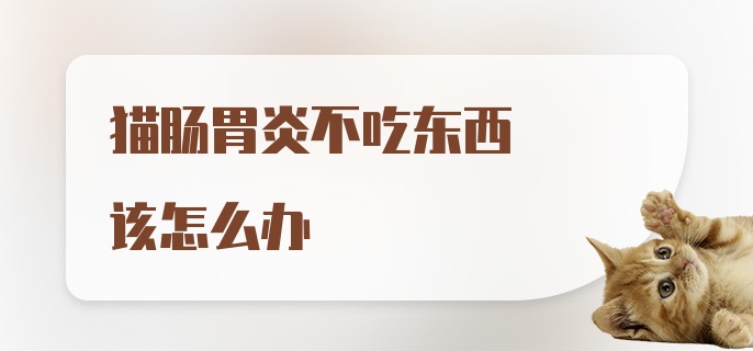 猫肠胃炎不吃东西该怎么办