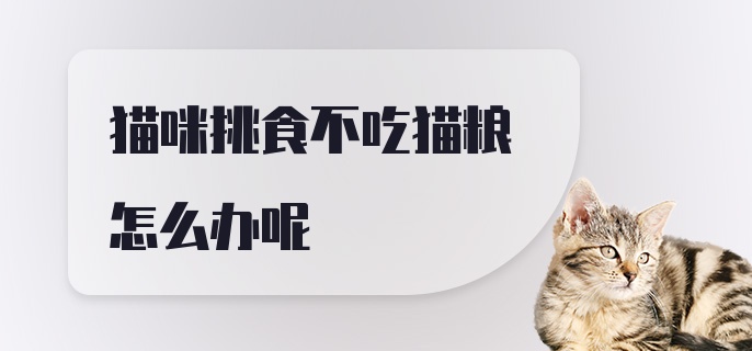 猫咪挑食不吃猫粮怎么办呢