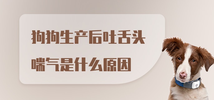 狗狗生产后吐舌头喘气是什么原因