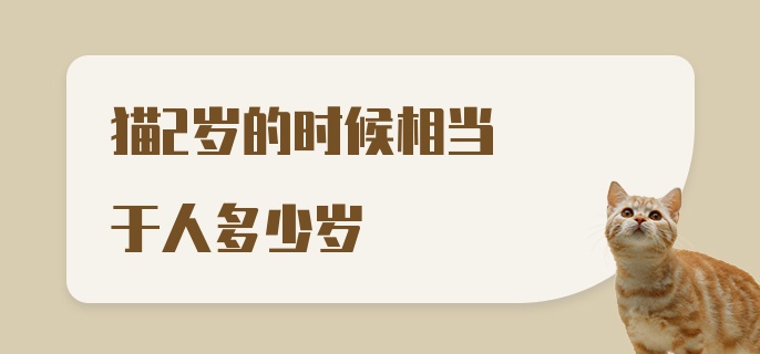 猫2岁的时候相当于人多少岁