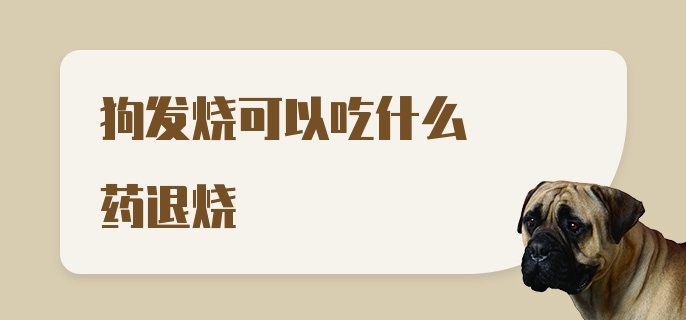 狗发烧可以吃什么药退烧