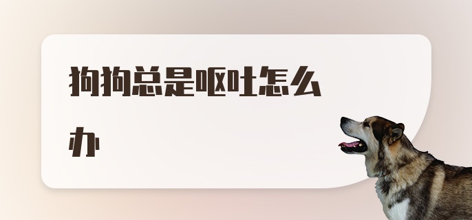 狗狗总是呕吐怎么办