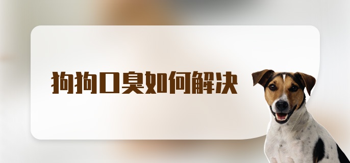 狗狗口臭如何解决