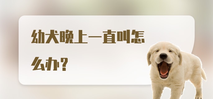 幼犬晚上一直叫怎么办？