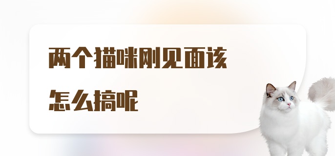 两个猫咪刚见面该怎么搞呢