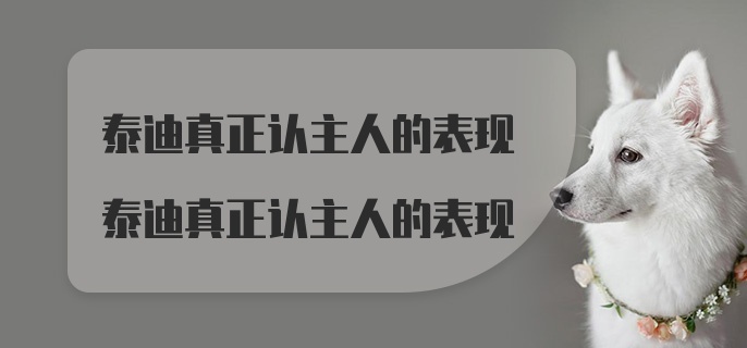 泰迪真正认主人的表现泰迪真正认主人的表现