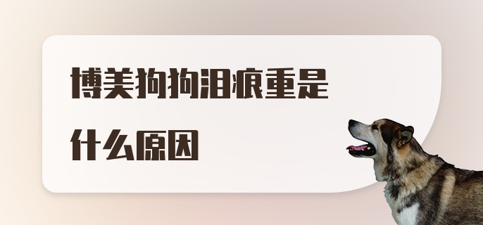 博美狗狗泪痕重是什么原因