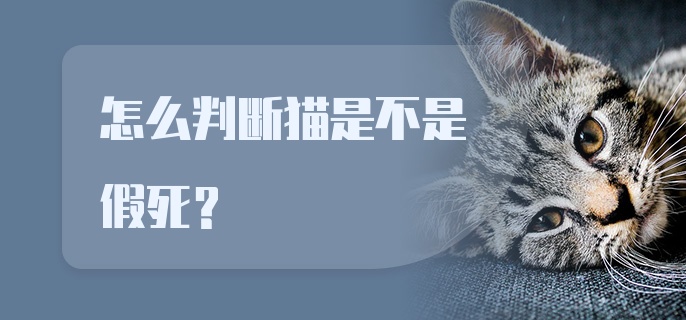 怎么判断猫是不是假死？