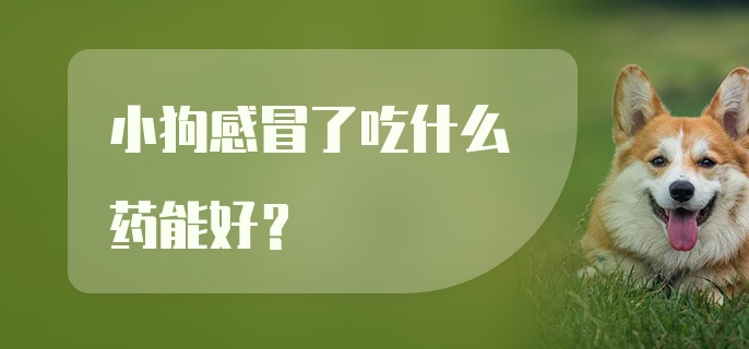 小狗感冒了吃什么药能好？