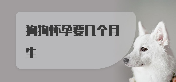 狗狗怀孕要几个月生