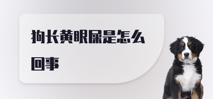 狗长黄眼屎是怎么回事