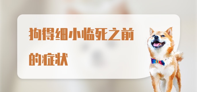 狗得细小临死之前的症状