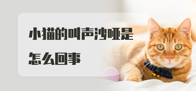 小猫的叫声沙哑是怎么回事